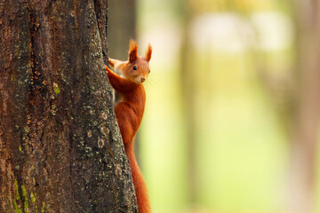 A red squirrel, Sciurus vulgaris on the trunk of a tree in Stromovka Park, Prague.