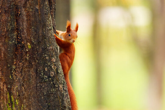 A red squirrel, Sciurus vulgaris on the trunk of a tree in Stromovka Park, Prague.