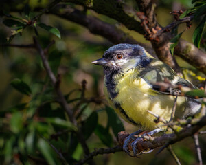 Great Tit, Parsus Major, perched and on the feeders at Hauxley Nature Reserve, September 2025