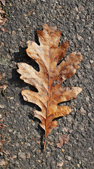 A single dry oak leaf lying flat on a rough, textured asphalt surface, hues of burnt orange and warm brown, a celebration of detail and contrast, tension between nature and urban life