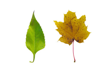 Comparison of a green leaf and a yellow autumn leaf