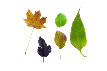 Collection of different leaves showing various shapes, sizes, and colors on isolated transparent background