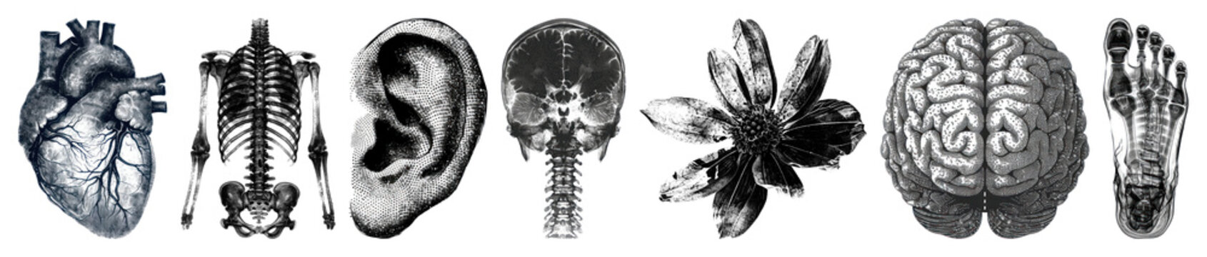 PNG Anatomical illustrations of human organs, element set on transparent background