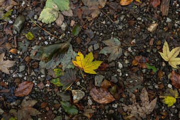 Bright yellow maple leaf on gravel ground and dry autumn leaves. Warm seasonal colors. Natural outdoor composition. Melancholic poetic autumn atmosphere.