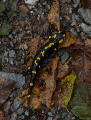 Glossy black fire salamander with vivid yellow spots on damp autumn leaves. Damp forest environment. Protected amphibian. Detailed close up. Natural wilderness biodiversity atmosphere.