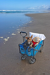 A beach outing for Buster and Sarge