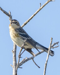 Yellow rumped warbler on a twig