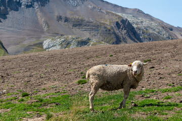 A woolly sheep stands on a grassy and barren slope with imposing mountains under a clear sky in the...