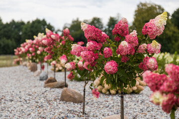 A row of vibrant pink and white hydrangea plants with conical flower heads stands along a gravel path under a cloudy sky.