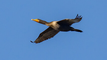 Cormorant flying against a blue sky