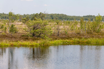 A peaceful wetland landscape features a serene body of water reflecting the sky, surrounded by various green plants and distant trees under a bright sky.