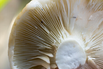 A detailed, close-up view reveals the intricate gill structure on the underside of a mushroom, showcasing its delicate biological patterns.
