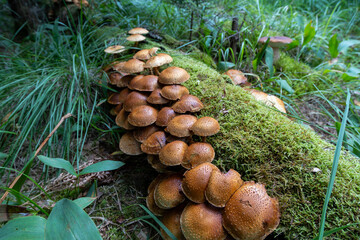 A large cluster of scaly brown mushrooms thrives on a moss-covered log surrounded by lush green...