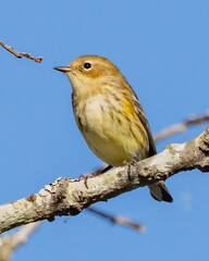 Yellow rumped warbler on a twig