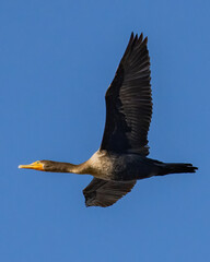 Cormorant flying against a blue sky