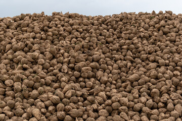 Large mound of sugar beets stacked in a field under cloudy sky during harvest season