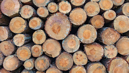 A pile of logs with a lot of holes in them