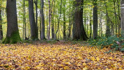 A forest with trees and leaves on the ground