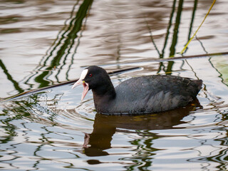 Eurasian Coot Swimming in Water