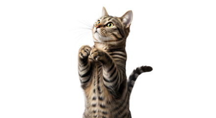 Curious Cat Watching Fish in Glass Bowl, Indoor Animals Scene, Realistic PNG Isolated on White Background