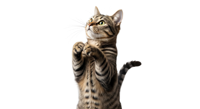 Curious Cat Watching Fish in Glass Bowl, Indoor Animals Scene, Realistic PNG Isolated on White Background