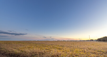 Fototapeta premium Field of yellow grass with a clear blue sky in the background
