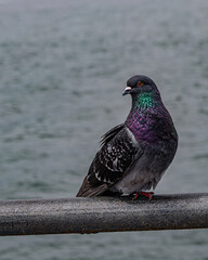 Pigeon with Iridescent Feathers