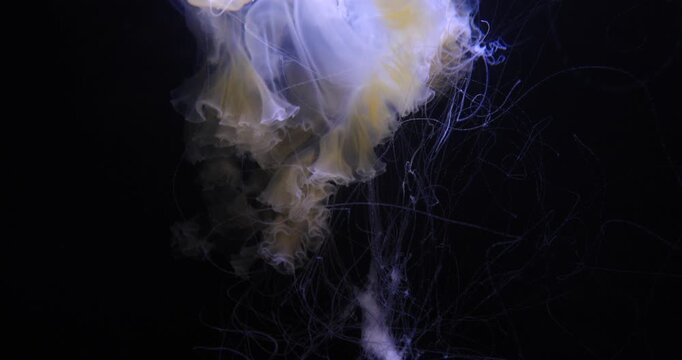 Close view of a pale jellyfish pulsing through dark water. Soft translucent folds bloom and curl while long tentacles trail behind, creating a calm, weightless, feeling of silence and fragility.