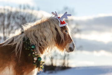 Haflinger horse wearing a red Christmas hat with antlers and festive wreath outdoors in winter sunlight