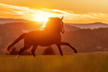 Silhouette of a galloping horse at sunset in a meadow with golden sunlight and mountains in the...