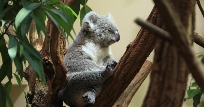 A koala climbs into the fork of a tree and holds the rough bark with long claws. It relaxes, eyes heavy, then curls forward to sleep. Quiet safety, heat fatigue, instinctive rest high in the branches.