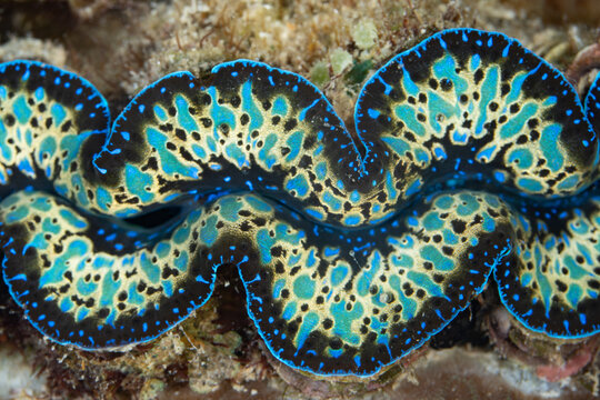 Detail of a beautiful giant clam, Tridacna crocea, that is embedded in a coral reef in the Banda Sea, Indonesia. These colorful bivalves are only found in the Indo-West Pacific region.