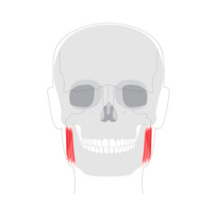 Masseter - Human chewing muscle shown in diagram responsible for elevating the mandible, crucial for biting and grinding, depicted in medical illustration for dental and anatomical education.