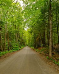 Fototapeta premium Forest Road Through Summer Green