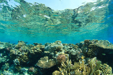 The surface and the reef blend into the clear water