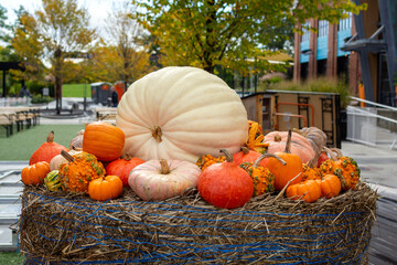 Beautiful outdoor autumn display with pumpkins and gourds arranged on a hay bale in Watertown,...