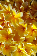 yellow flower background