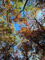 Autumn Tree Canopy Viewed from Below with Blue Sky