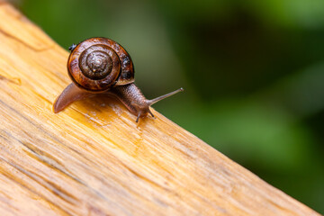 Snail Crawling on Wood in Green Forest
