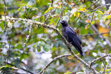 Black Crow Perched on Mossy Tree Branch