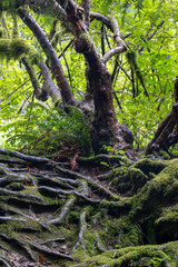 Small Tree Growing on Moss Covered Boulder