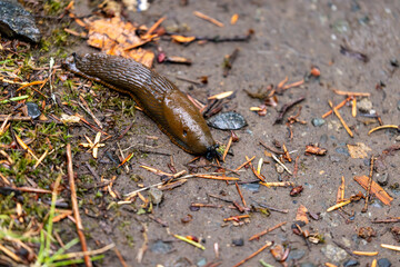 Banana Slug Crawling on Muddy Forest Path