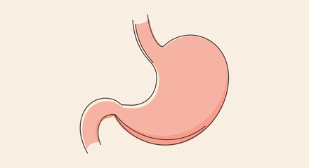 Fototapeta premium Human Stomach Anatomy Illustration for Medical and Educational Purposes.