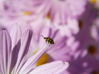 NC Hville Cucumber Beetle on Chyrsanthemum Petal 2025