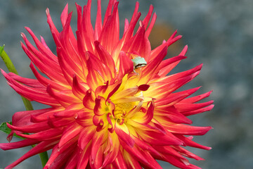 a tiny pacific tree frog tucked away in a large blooming dahlia