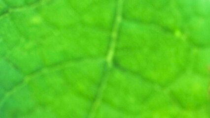 Close Up Macro View Of A Vibrant Green Leaf Surface Showing Intricate Vein Patterns And Texture In Soft Focus