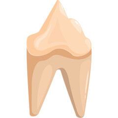 Single molar tooth illustration with beige crown and roots on a clean white background isolated object