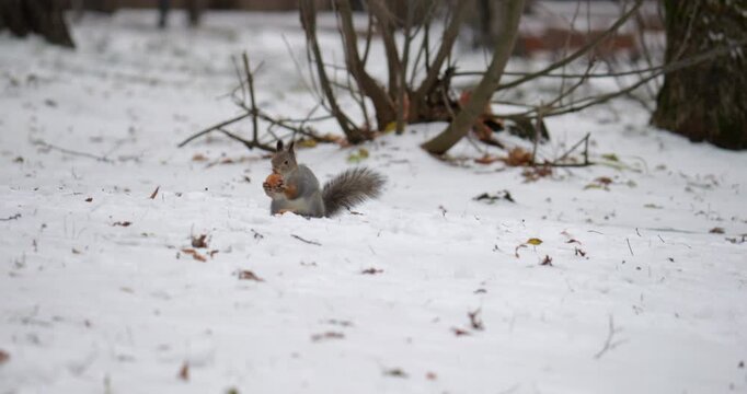 squirrel in motion, demonstrating agility and playfulness while navigating snowy ground, surrounded by trees and winter foliage, showcasing wildlife in a natural setting