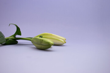 Closed Lily Bud on Lavender Background