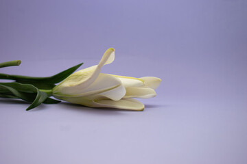 White Lily Flower on Purple Background